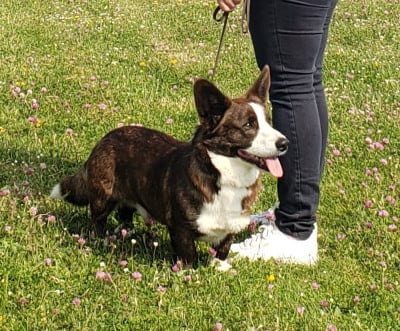 Étalon Welsh Corgi Cardigan - Uno De La Bergerie Des Bons Soins