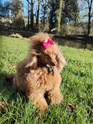 Étalon Caniche - Tess Du domaine di l'Angeli