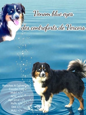 image de Venom blue eyes