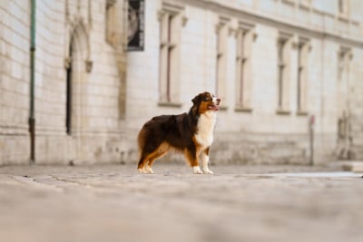 Étalon Berger Australien - A star is born du chemin de la belle etoile