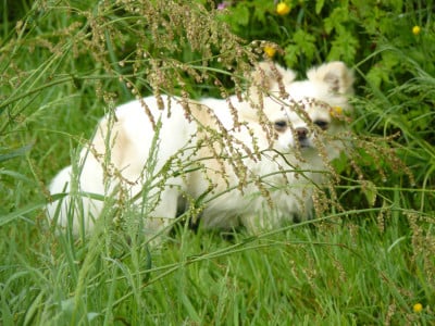 Étalon Chihuahua - Tino Valentino Des Cailloux Bleus}