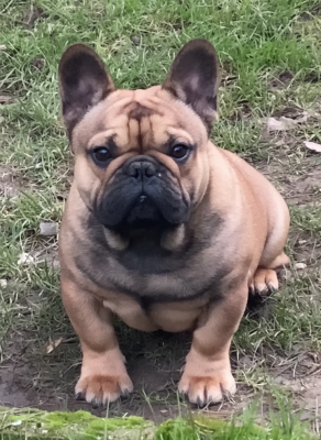 Étalon Bouledogue français - Distinct Origins Azzaro wanted