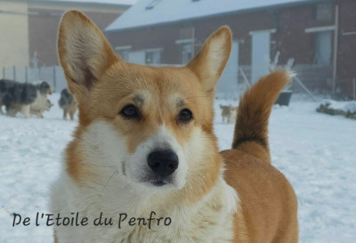 Étalon Welsh Corgi Pembroke - T-punch des Croisades de Tyam