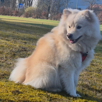 Étalon Chien finnois de Laponie - Avicii hey brother goupix de la Nouvelle Aube