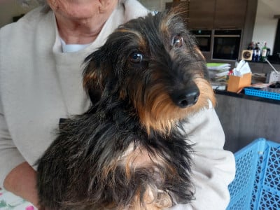 Étalon Teckel poil dur - Trotinette De Chez Dame Céline