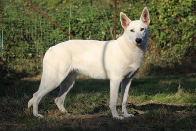 Étalon Berger Blanc Suisse - Véloce « Nikita » des terres de skoll et hati
