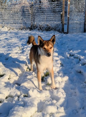 Étalon Chien norvegien de macareux - CH. lundetuftens Haukur hrafnirson
