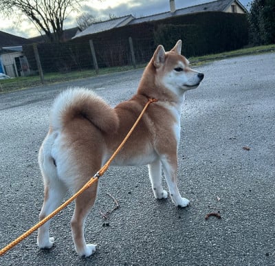 Étalon Shiba - Vixy mona Go Sakura Kensha