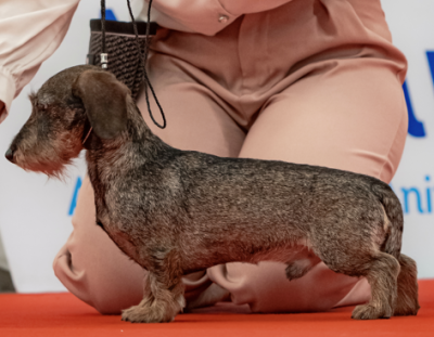 Étalon Teckel poil dur - Tea time in the Purple Moon