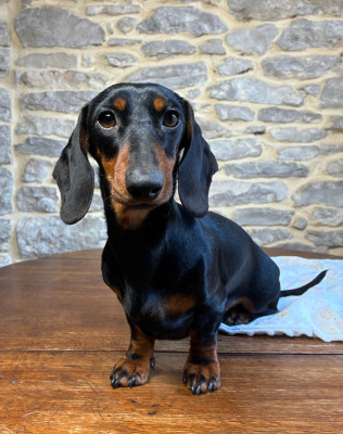 Étalon Teckel poil ras - Adelaide des Jardins De Courtille