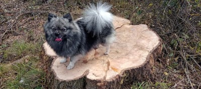 Étalon Spitz allemand - Rhodess De La Vallee Des Gris Doubs