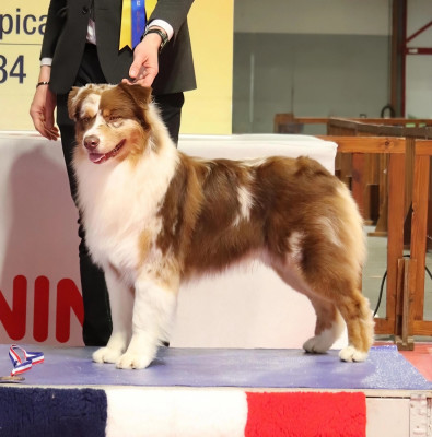 Étalon Berger Australien - Atomic heart -tommy- Des Bergers D'Enguerrand