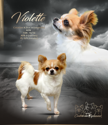 Étalon Chihuahua - Violette (Sans Affixe)