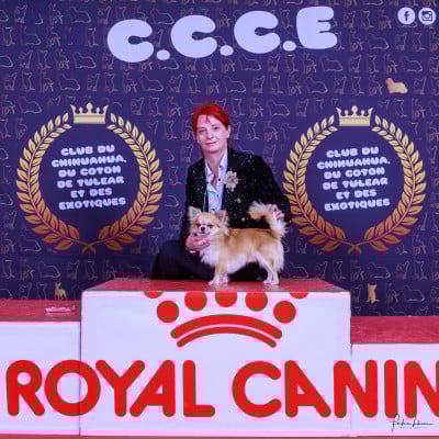 Étalon Chihuahua - CH. Sweet Little Cherry Versace