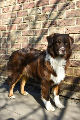 Étalon Berger Australien - What A Beautiful Girl Sofia des Rêves d'Eole