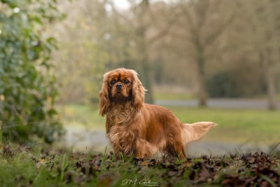 Étalon Cavalier King Charles Spaniel - Vivo per lei Des Lords De Mao
