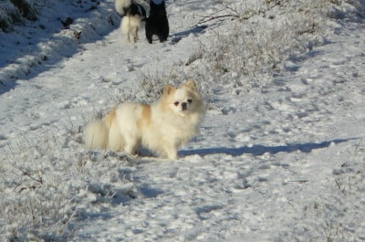Étalon Chihuahua - Tino Valentino Des Cailloux Bleus