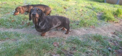 Étalon Teckel poil ras - Random man la mancha c'est que du bonheur