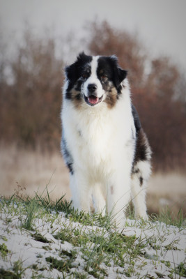 Étalon Berger Australien - Valeria Du Domaine De La Canurie