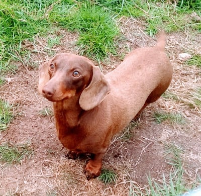 Renard de teumesse de la croix du domaine du thuis
