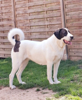 Étalon Berger d'Asie Centrale - Reyna (Sans Affixe)