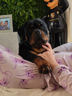 Étalon Rottweiler - CH. Versace Des Diamants Noirs Del Matador