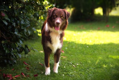 Étalon Berger Australien - What A Beautiful Girl Sofia des Rêves d'Eole