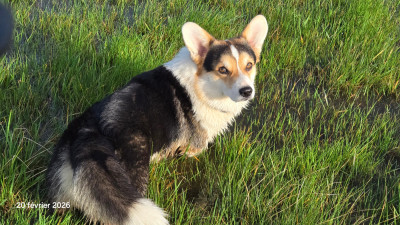 Étalon Welsh Corgi Pembroke - Archibald des salines de Goupil