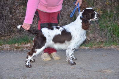 Étalon English Springer Spaniel - History never repeats avendesora