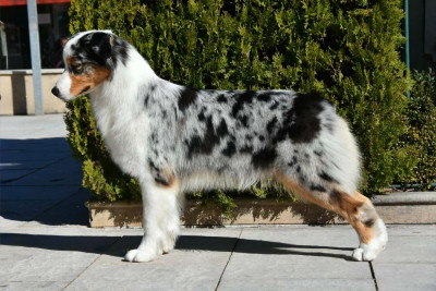 Étalon Berger Australien - Aerosmith amazing dire raven Del Diamante Azul