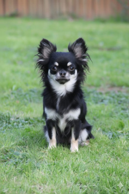 Étalon Chihuahua - All star black moon De La Plaine D'illiberis