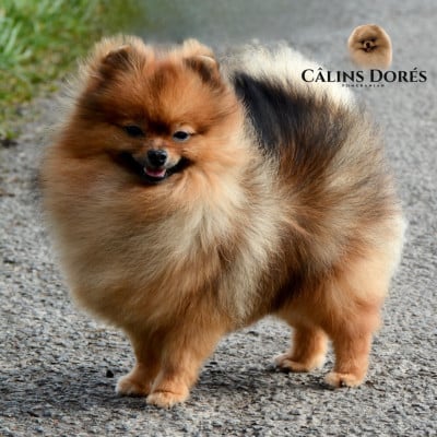 Étalon Spitz allemand - Votre altesse valya Des Câlins Dorés