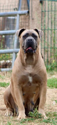 Étalon Cane Corso - Titane des gardiens d'Ecosse