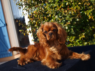 Étalon Cavalier King Charles Spaniel - Another red diamond des brandes de beaulieu
