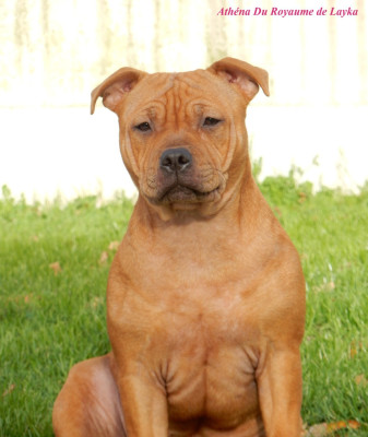 Étalon Staffordshire Bull Terrier - Athéna Du Royaume De Layka