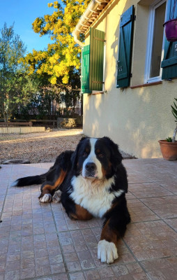 Étalon Bouvier Bernois - Vitto corleone des Elfes Du Vent