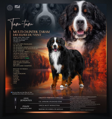 Étalon Bouvier Bernois - CH. Taram des Elfes Du Vent