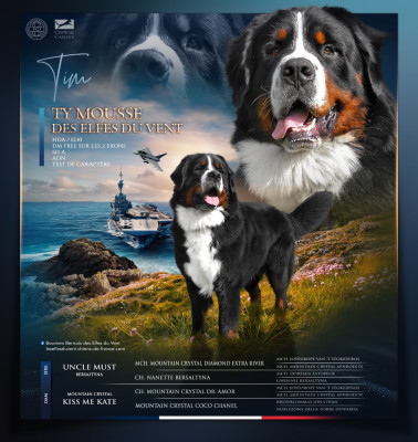 Étalon Bouvier Bernois - Ty mousse des Elfes Du Vent