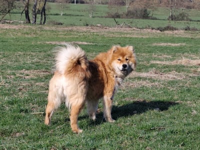 Étalon Eurasier - Ubiza of Nordic Island