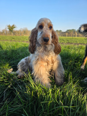Étalon Cocker Spaniel Anglais - Apple pie des Lacs de la Cote d'Argent