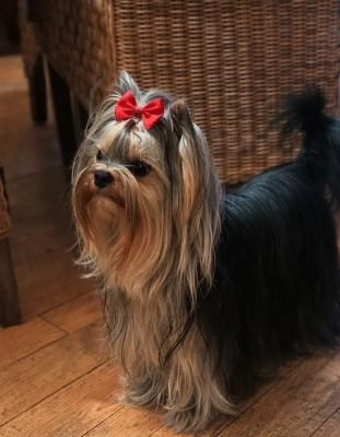 Étalon Yorkshire Terrier - Annabelle de La Vallee Des Roses Rouges