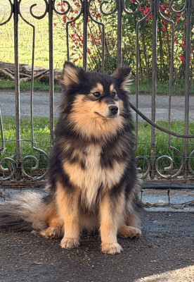 Étalon Chien finnois de Laponie - Alpha-alpine du Domaine du Chai de Majolan