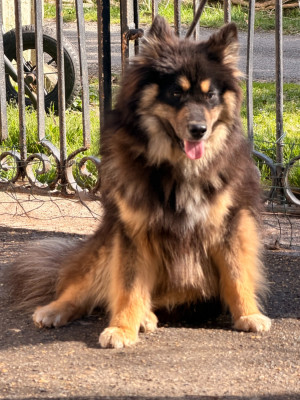 Étalon Chien finnois de Laponie - Viconte-versaille du Domaine du Chai de Majolan