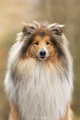 Étalon Colley à poil long - CH. Un marron glacé dit ultime du domaine des Emeraudes