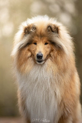 Étalon Colley à poil long - Vador j'adore of River Tweed