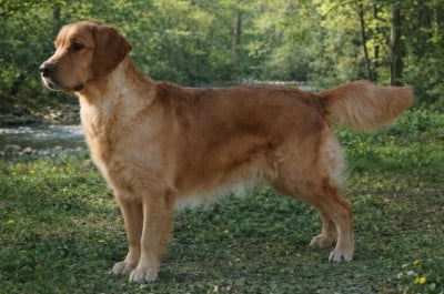Étalon Golden Retriever - Catch The Dream Take me to the top