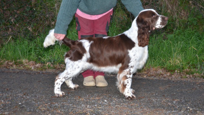 Étalon English Springer Spaniel - Adele de la lette des pignaderes