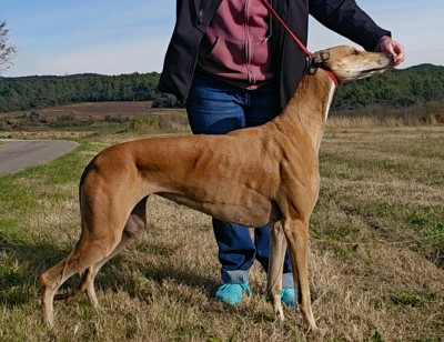 Étalon Greyhound - Windrock Play with fire