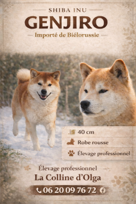 Étalon Shiba - shan-shohrat Genjiro