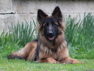 Étalon Berger Allemand Poil Long - Légitime Démence Apple